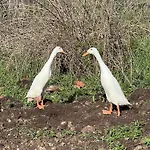 Countryside Views Near - Goats, Ducks & Chickens - Farm Experience Holiday home *