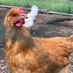 Holiday home Countryside Views Near - Goats, Ducks & Chickens - Farm Experience