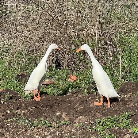 Countryside Views Near - Goats, Ducks & Chickens - Farm Experience Feriehus *